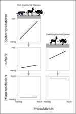 Abb. 1: Veranschaulichung der Vorhersagen der „Exploitation Ecosystems Hypothesis“ (EEH) für Ökosysteme mit zwei bzw. drei trophischen Ebenen (nach Oksanen 1992, Oksanen et al. 1981). Dargestellt wird die Dichte der großen Beutegreifer, der Pflanzenfresser und die Schäden an Pflanzen entlang eines Produktivitätsgradienten in Abhängigkeit vom Vorkommen großer Beutegreifer für Ökosysteme mit einer Nettoprimärproduktion von mehr als 0,7kg/m²/Jahr (verändert nach Ripple & Beschta 2012a).Visualisation of the predictions of the ”Exploitation Ecosystems Hypothesis“ (EEH) for ecosystems with two or three trophic levels (according to Oksanen 1992, Oksanen et al. 1981). The figure shows the density of the large predators, of the herbivores and the damages of plants along a gradient of productivity depending on the occurrence of large predators for ecosystems with a net primary production of more than 0.7 kg/m²/year (altered according to Ripple & Beschta 2012a).
