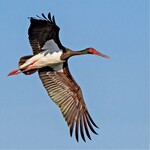 Abb. 1: Schwarzstorch (Ciconia nigra). <br/ > Black Stork (Ciconia nigra).