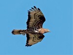 Abb. 3: Wespenbussard (Pernis apivorus). <br/ >Rohde Honey Buzzard (Pernis apivorus).