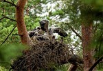 Abb. 4: 2014 mit Bruterfolg besetzter Schwarzstorchhorst im Prüfbereich. <br/ >
Aerie of the Black Stork in the investigation area, successful breeding in 2014.