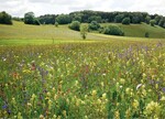 Abb. 1: Artenreiche Blumenwiesen weisen eine hohe Anzahl blühender Blumenarten auf und sollen gleichzeitig einen hohen Futterwert haben, damit sie sich gut für die Fütterung eignen – im Bild eine artenreiche Salbei-Glatthaferwiese auf der Schwäbischen Alb. © Rainer Oppermann