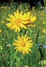 Abb. 3: Der Wiesenbocksbart (Tragopogon pratensis) ist eine typische Pflanzenart mäßig extensiv genutzter Futterwiesen. © Rainer Oppermann