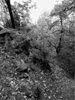 Abb. 4: Trocken-warmer silikatischer Sonderstandort am Donaurandbruch bei Regensburg. Diese extremen Standorte nehmen in Bayern nur einen sehr geringen Flächenumfang ein. Ist es das Ziel, diese besonders seltenen und naturnahen Biotope im ursprünglichen Zustand zu erhalten, kann einfliegende Douglasie im Zuge von Pflegemaßnahmen entfernt werden. Ausreichend dimensionierte Pufferzonen (ca. 300m) zu fruktifizierenden Alt-Douglasien helfen, den Erfolg dieser Pflegemaßnahmen dauerhaft zu sichern.   Foto: Martin Eggert