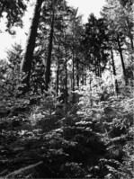 Abb. 6: Anspruchsvolle, baumartenreiche Misch-Verjüngung unter dem Schirm von Fichten-Altbeständen im Nordspessart. Die Douglasie integriert sich inmitten zahlreicher anderer Baumarten als pflegliche Mischbaumart und kann zur Struktur und Biodiversität beitragen. Forstbetrieb Heigenbrücken, Spessart.  Foto: Martin Eggert