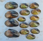 Abb. 1: Bachmuscheln aus einem 5-m-Transekt in der Eschach.© Michael Pfeiffer <br/ >
Thick shelled river mussels in a transect of 5 m in the Eschach River.