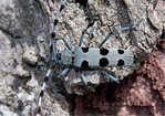 Abb. 1: Alpenbock (Rosalia alpina).© Reiner Theunert