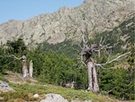 Abb. 2: Abgestorbene Rotbuchen, hier am Col de Verghio (Korsika), können Alpenbock-Brutbäume sein.