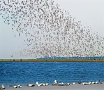 Abb. 2: Ruhende Eiderenten (Somateria mollissima) vor einem Schwarm Alpenstrandläufer (Calidris alpina), Bildcollage.
<br />
Resting eider ducks (Somateria mollissima) in front of a flock of dunlins (Calidris alpina).