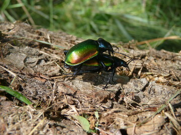  Typischer Fund des Groen Puppenrubers im Wald, hier bei der Copula