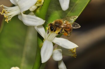 EBI Bienen und Bauern retten! erreicht eine Million Unterschriften.