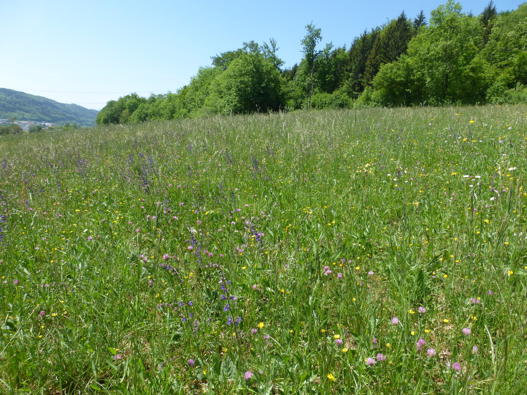 Eine Artenreiche Glatthaferwiese in trockener Ausprgung