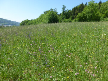 Eine Artenreiche Glatthaferwiese in trockener Ausprgung