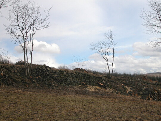 Freigestellte Gehlze in der gepflegten Hecke