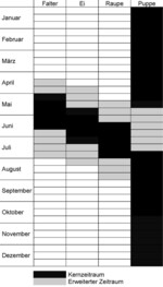 Abb. 5: Phänogramm des Nachtkerzenschwärmers, schwerpunktmäßig auf Basis der Angaben bei Rennwald (2005), Traub (1994) und eigenen Daten.