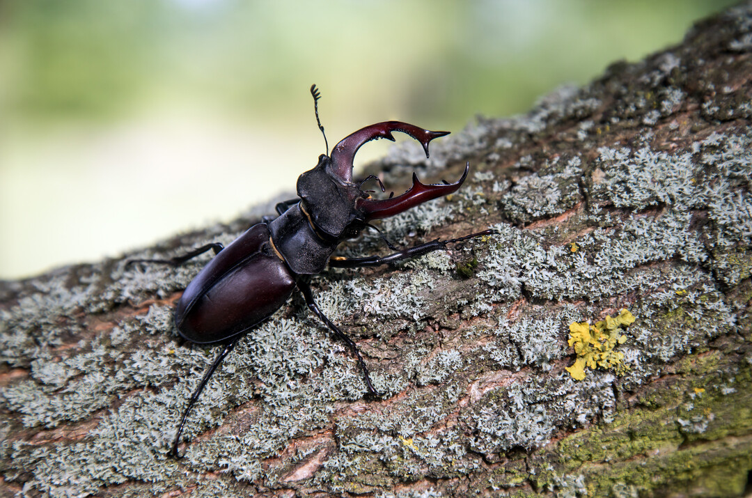 Die Larven des Hirschkfers (Lucanus cervus) leben im toten Holz alter Laubbume.