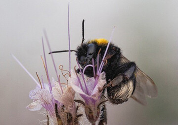 In der Studie entwickelten sich Hummeln in Buchweizen-Reinkulturen generell schlecht, whrend Hummelvlker in Phacelia-Monokulturen anfllig fr das Fungizid waren.