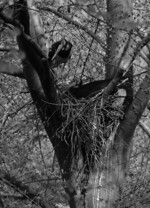 Abb. 1: Schwarzstorch-Paar am Horst.Foto: green-lens.de/Christian Gelpke