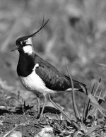 Abb. 2: Kiebitz-Männchen. Foto: Herbert Zettl