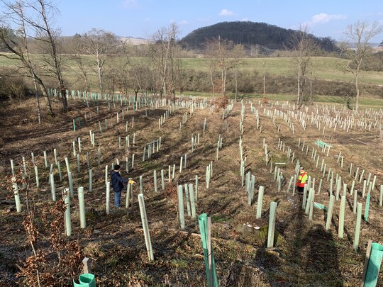 Hlsen schtzen die Jungpflanzen vor Verbiss.