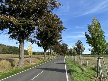 Veranstaltung zur Alleen-Entwicklung in Brandenburg.