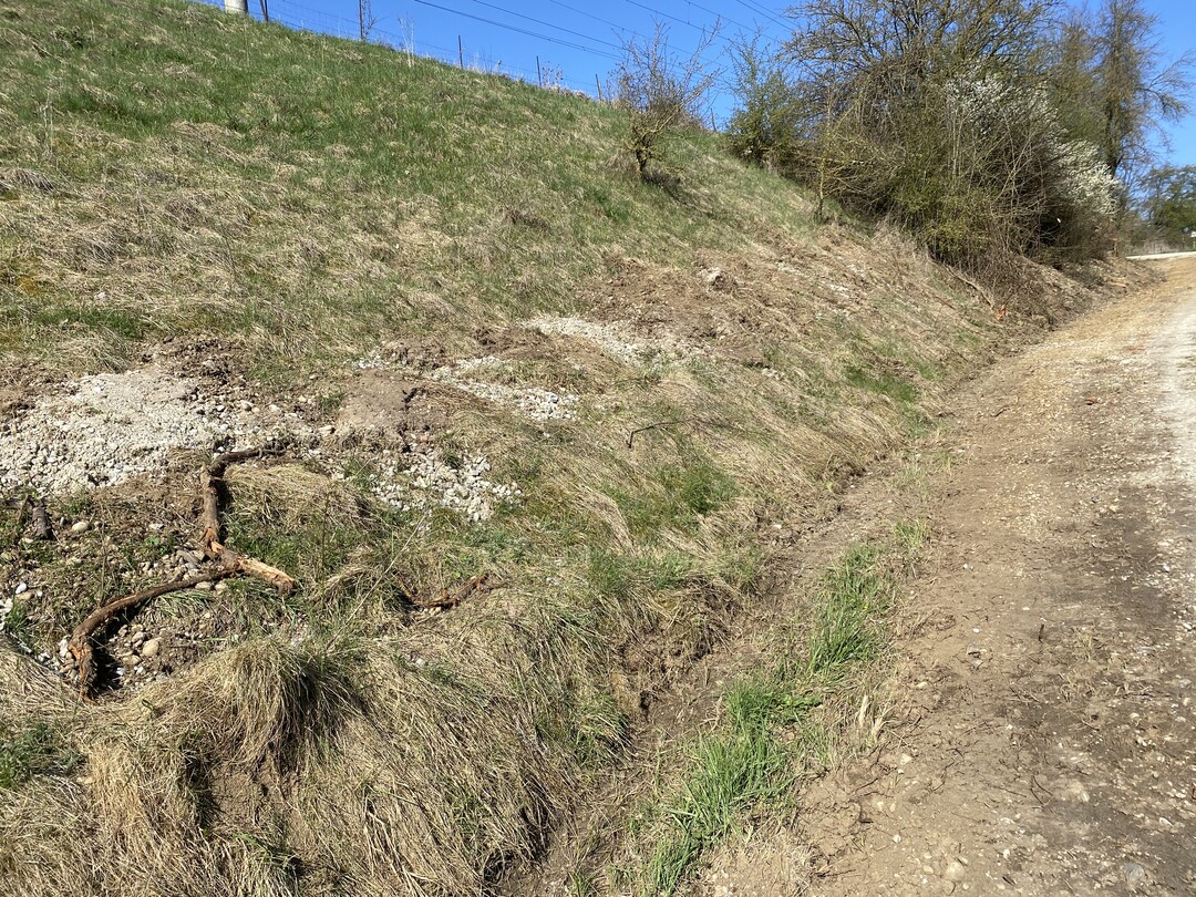 Dieser Bahndamm mit Graben am Deichfuss ist eigentlich Standort einer mageren Wiese. Wer kommt da auf die Idee, das nhrstoffreiche Rumgut einfach auf die Bschung zu werfen? Das fhrt nicht nur zu berdngung, sondern macht die Bschung nahezu unpflegbar. 