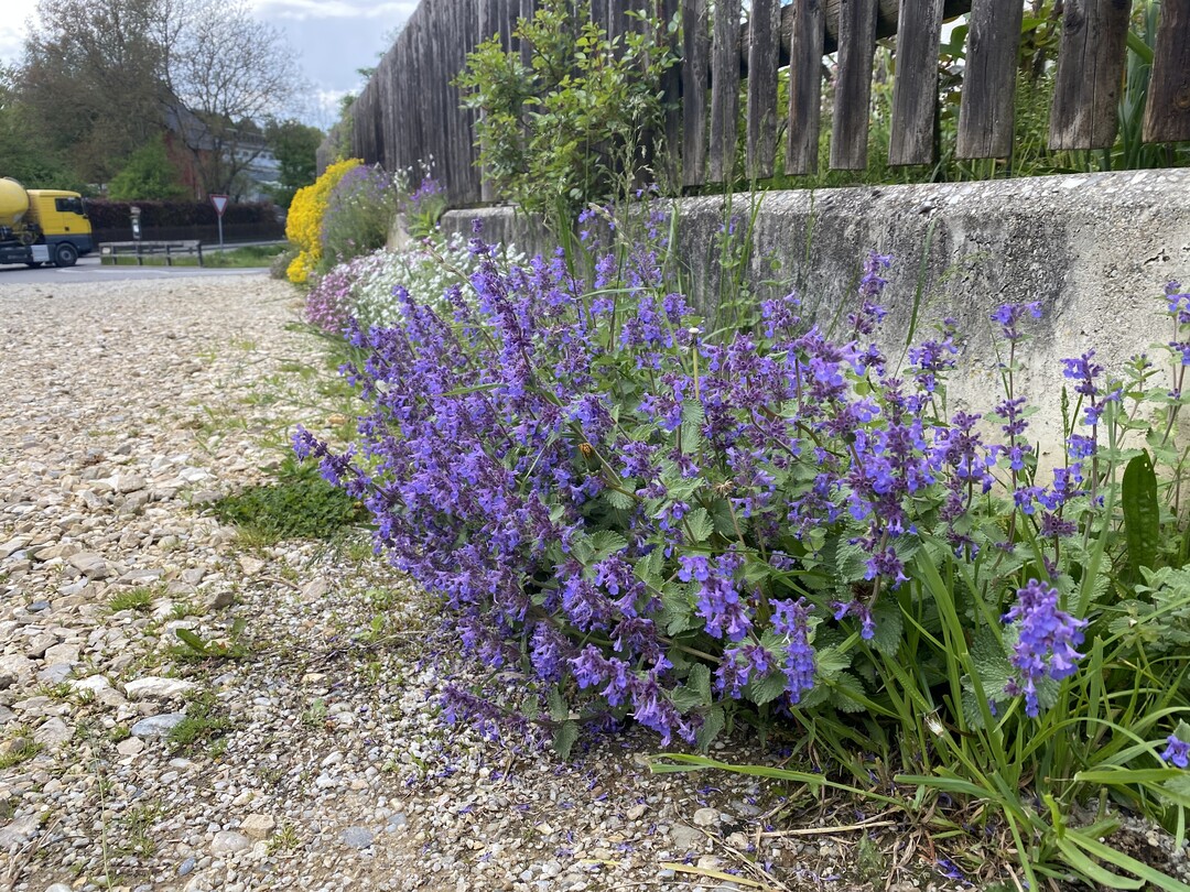 Gerade fr Wildbienen, Schmetterlinge und andere Fluginsekten sind solche, an Grten angrenzende Staudensume besonders wertvoll. Um vergleichbare Flchen zu schaffen, sollten Stichstraen und ungeordnete Wege entsiegelt oder gar nicht erst asphaltiert werden. Ein verdichtete Decke aus Mineralgemisch oder Wandkies reicht, um die Zuwegung zu sichern. Damit versickert zugleich auch mehr Wasser im Untergrund, statt die Klranlage zu belasten.