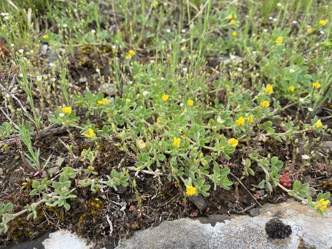 Auf der Mauer herrschen extreme Lebensbedingungen an die sich bestimmte Arten angepasst haben. Die Mauerkrone bietet Standortbedingungen, die es sonst kaum gibt. 