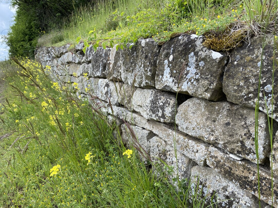 Diese alte Trockenmauer zeigt sehr schn, weshalb solche Bauwerke nicht nur die Ausstrahlung der Landschaft positiv beeinflussen, sondern auch wertvolle lineare Biotope sind, die zur Vernetzung von Lebensrumen beitragen. Die Fugen, der Mauerfuss und die trockene Mauerkrone bieten auf kleinstem Raum ganz unterschiedliche Biotope. Gerade in Gebieten mit anstehendem Naturstein sollte der Trockenmauer gegenber anderen Bschungssicherungen der Vorzug gegeben werden.
