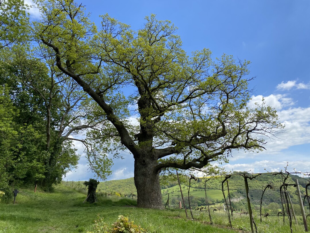 Alte Bume, wie diese Stiel-Eiche, haben nicht nur eine majestetische Ausstrahlung, sie sind auch wertvolle Biotope, die zahlreiche Tierarten Lebensraum bieten. Damit ihnen ein langes Leben beschieden ist, sollte besonders ihr Wurzelraum vor Verdichtung und Beschdigung bei Baumanahmen geschtzt werden. Solange Totholz keine Gefhrdung darstellt, sollte es im Baum verbleiben.