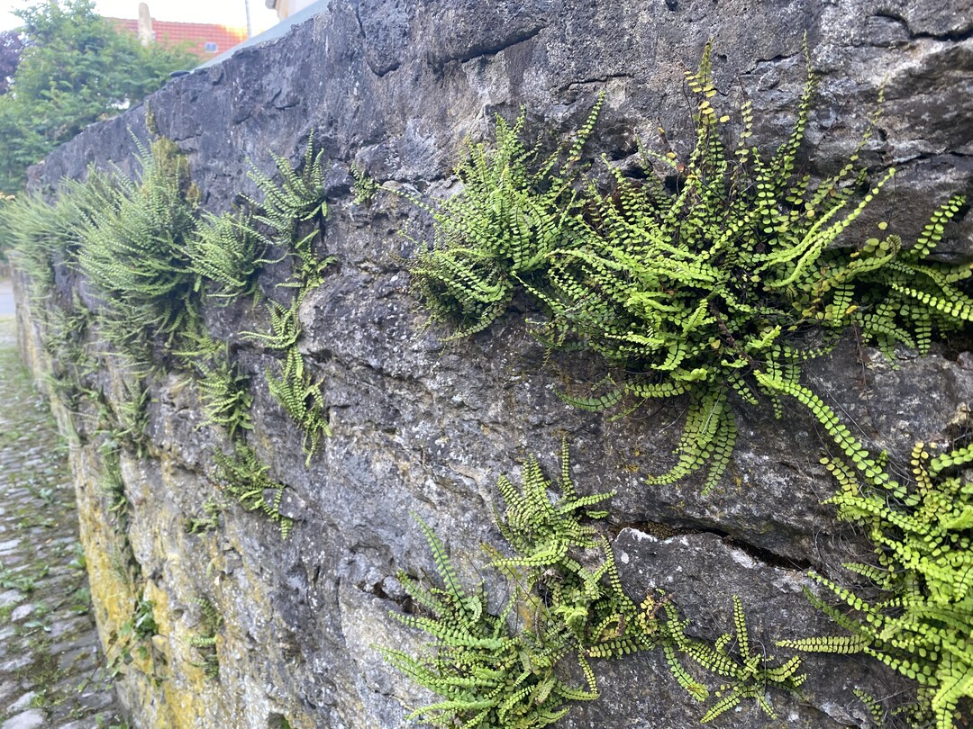 Besonders auf der khleren und feuchteren Schattenseite von Mauern entwickeln sich gerne Fugenvegetationen auch kleinen Farnen (hier Streifenfarn) und Moosen. Diese archaisch wirkenden Elemente historischer Dorf- und Stadtbezirke haben eine groartige Ausstrahlung und verdienen besonderen  Schutz. Die Pflege reduziert sich auf das Beseitigen von Gehlzsmlingen oder berhand nehmender Kletterpflanzen - besonders Efeu (Hedera helix). 