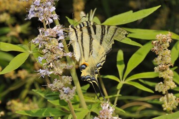Segelfalter auf Vitex (Insel Cres/HR)