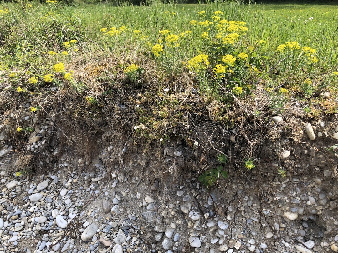 Viele Verantwortliche sehen offene Bruchkanten gar nicht gerne und planieren sie zu einer Bschung. Doch gerade solche steilen Flanken sind wertvolle Lebensrume fr bodennistende Wildbienen, Laufkfer und andere Spezialisten. Lassen Sie ruhig solche Wnde aus Sand, Kies, Lehm, Ton oder Gestein stehen. Das hilft nicht nur der Tierwelt, sondern veranschaulicht den Brgerinnen und Brgern auch zustzlich die Beschaffenheit des lokalen Bodens.