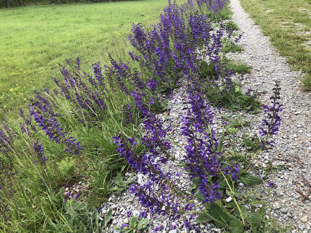 Diese kieshaltige Krone auf einem Isardeich bietet vielen Pflanzen magerer Standorten und den auf sie angewiesenen Insektenarten ein optimales Habitat. Zurckhaltung beim Mhen hilft, das Biotop zu erhalten und zu entwickeln.
