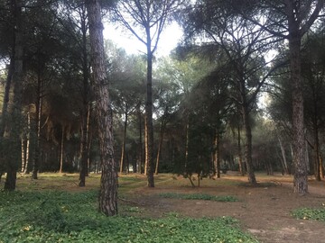 Die Bden dieses Kiefernwaldes in Sevilla wurden im Rahmen der Studie untersucht.