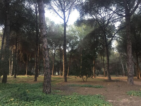Die Bden dieses Kiefernwaldes in Sevilla wurden im Rahmen der Studie untersucht.