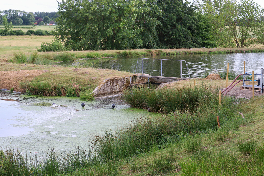Zwei der sechs Klrteiche im Zustand vor Beginn der Behandlung. Inzwischen sind mehr als 70 % des Schlammes in den Teichen abgebaut und die Wasseroberflche ist frei von Bewuchs.