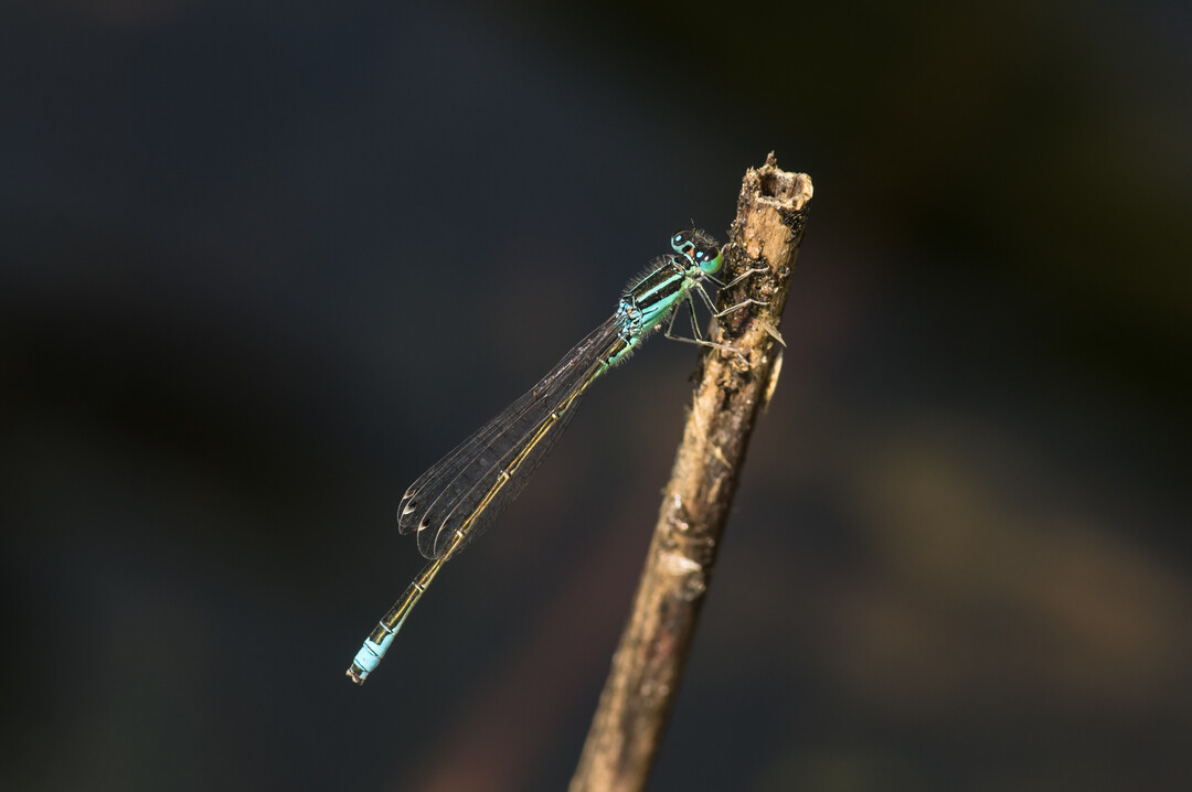 Männchen der Kleinen Pechlibelle
