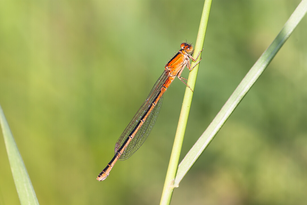 Weibchen der Kleinen Pechlibelle