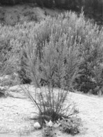 Abb. 1: Die Deutsche Tamariske. Foto: Christiane Koch