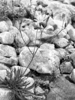 Abb. 2: Der Alpen-Knorpellattich.Foto: A. Gröger, Botanischer Garten München-Nymphenburg