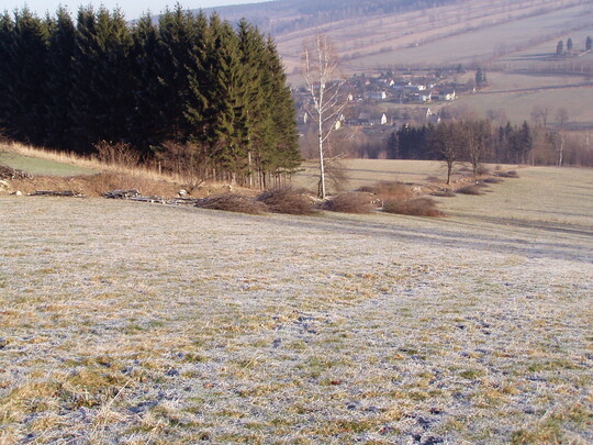 Hecke in Knigswalde nach der Heckenpflege