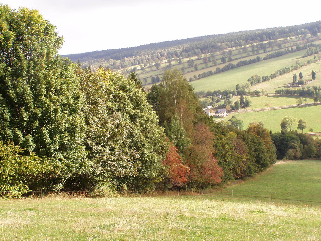 Hecke in Knigswalde vor der Heckenpflege