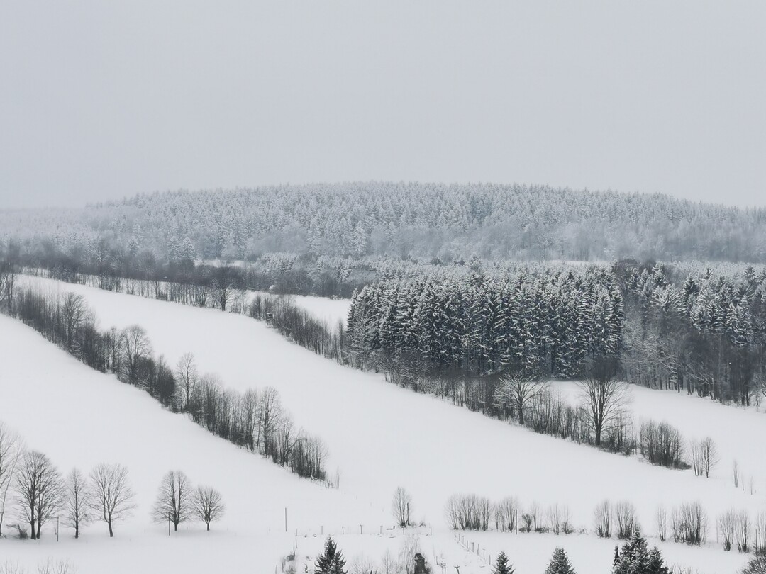 Links neben dem Wald die gleiche Hecke im Jahr 2021 von der gegenberliegenden Seite aus fotografiert.