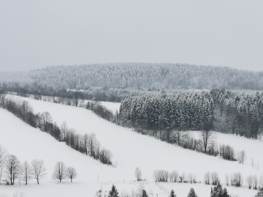 Links neben dem Wald die gleiche Hecke im Jahr 2021 von der gegenberliegenden Seite aus fotografiert.