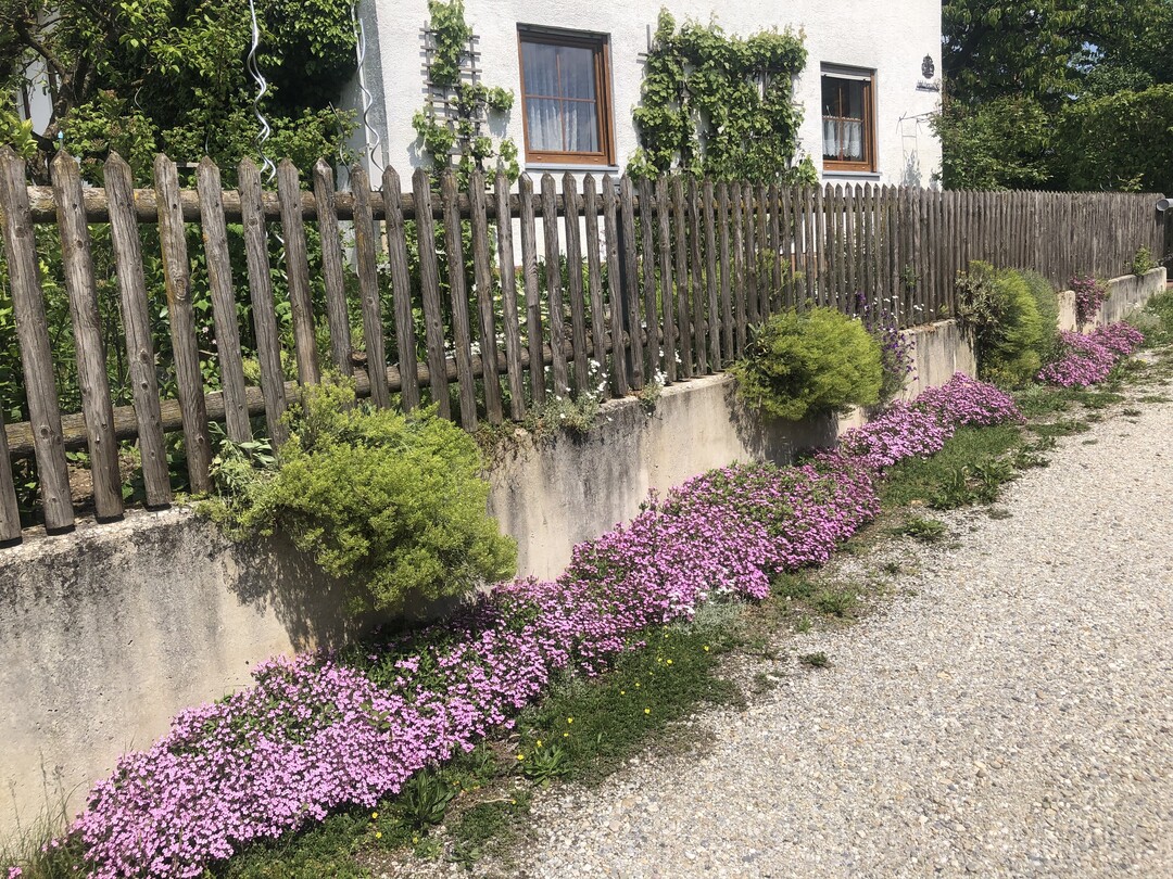 Viele Ordnungsvorstellungen passen nicht mehr in unsere Zeit und haben zum Artensterben beigetragen. Lassen Sie es doch einfach mal wachsen und tragen Sie so zur Vielfalt bei.