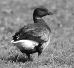 Abb 2: Dunkelbäuchige Ringelgänse rasten überwiegend im Wattenmeer.