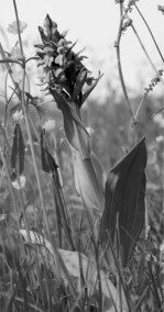 Das Breitblättrige Knabenkraut (Dactylorhiza majalis) ist eine der 40 ausgewählten Verantwortungsarten im Bundesprogramm Biologische Vielfalt. Foto: Eckhard Jedicke