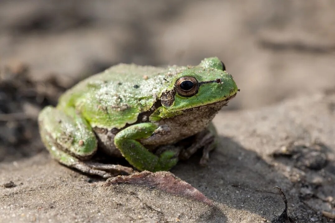 Mit dem Projekt "Natur auf Zeit" werden Amphibien wie Frsche geschtzt.