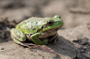 Mit dem Projekt "Natur auf Zeit" werden Amphibien wie Frsche geschtzt.