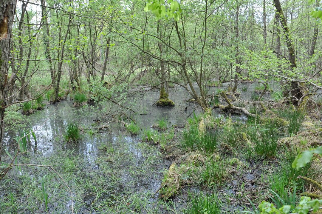 Das Lautermoor ist eines der charakteristischen Biotope des Bienwalds.